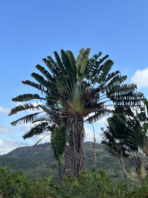 マダガスカルの旅人の木